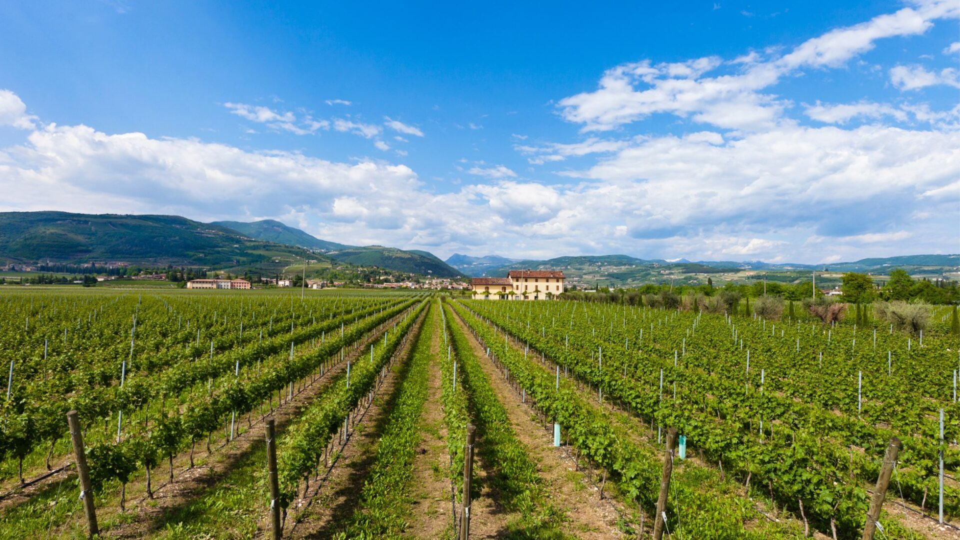 Una giornata lenta tra le vigne della Valpolicella, dall’Hotel Colomba d’Oro